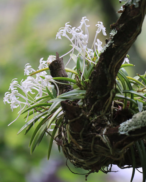 富貴蘭(フウキラン)金光星