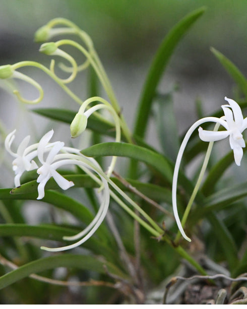 富貴蘭(フウキラン)金光星