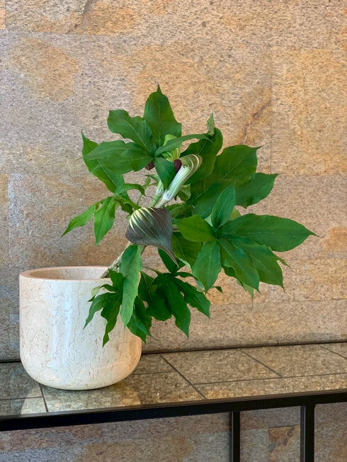 大理石 アイボリー