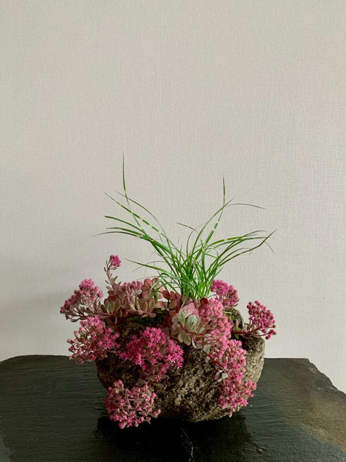 山野草 日高ミセバヤ・タカノハススキ