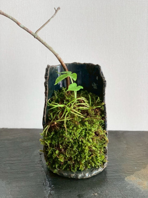 山野草 釣花真弓