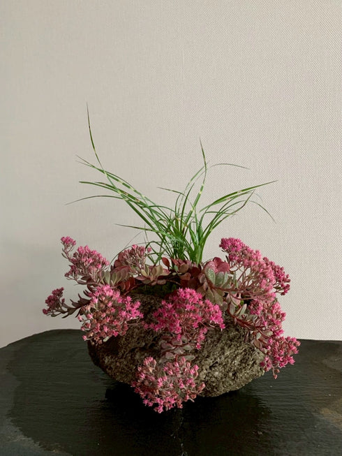 山野草 日高ミセバヤ・タカノハススキ