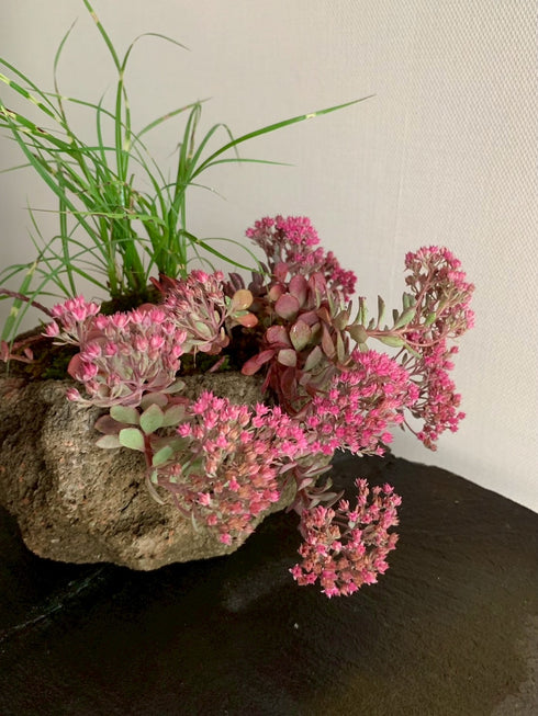 山野草 日高ミセバヤ・タカノハススキ