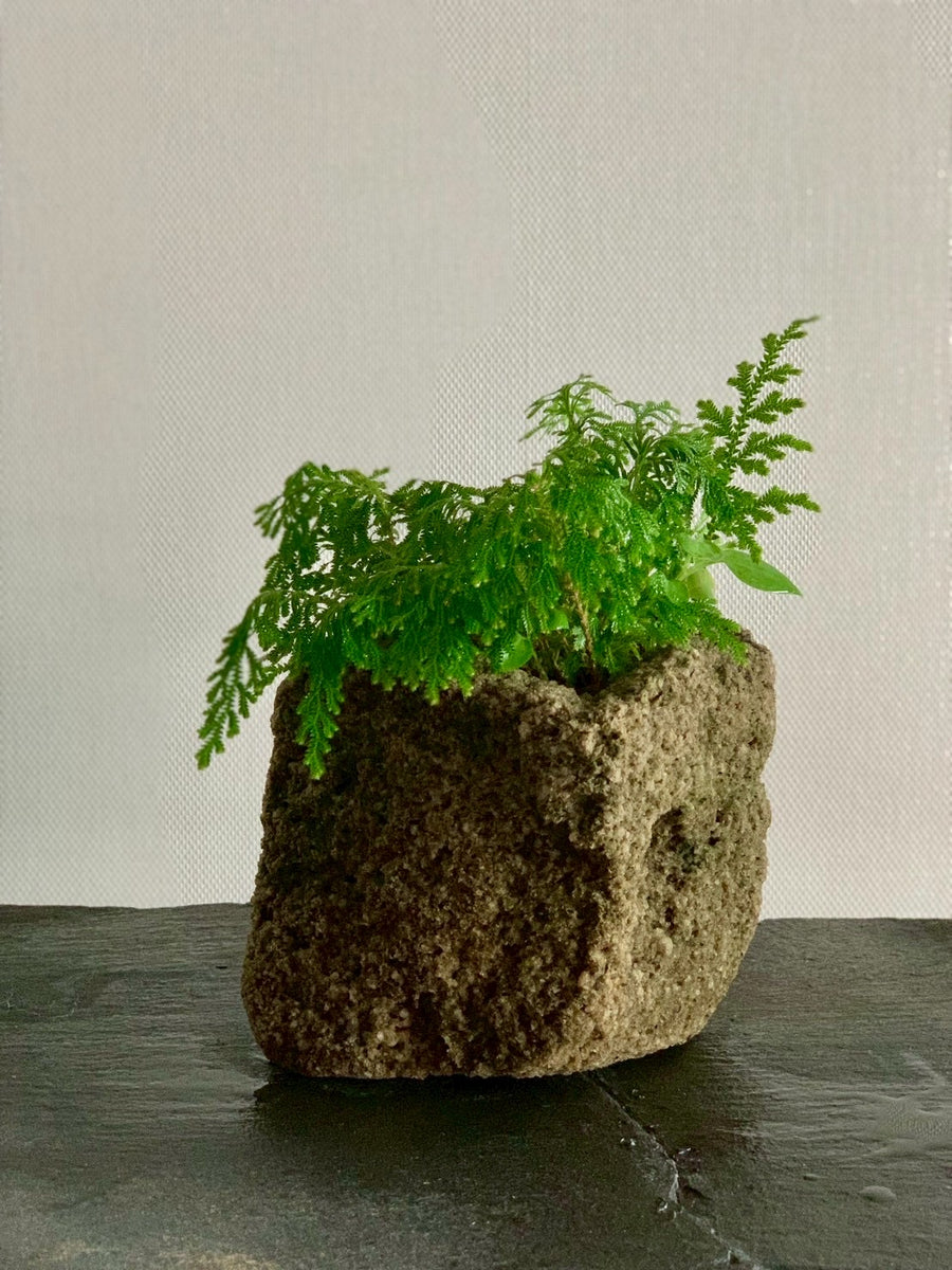 山野草 黄金シダ – KEICHIKU TARUMI Gallery Shop