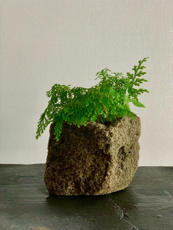 山野草 黄金シダ