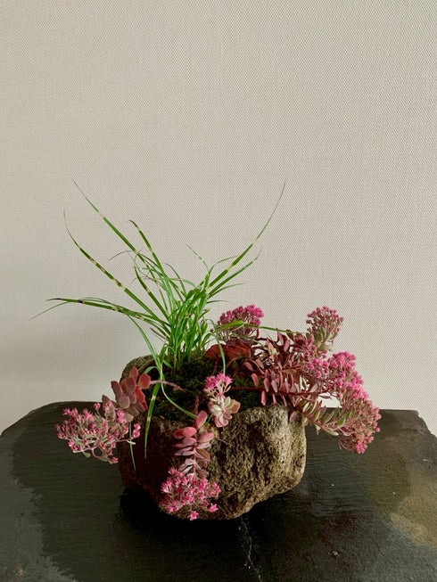 山野草 日高ミセバヤ・タカノハススキ