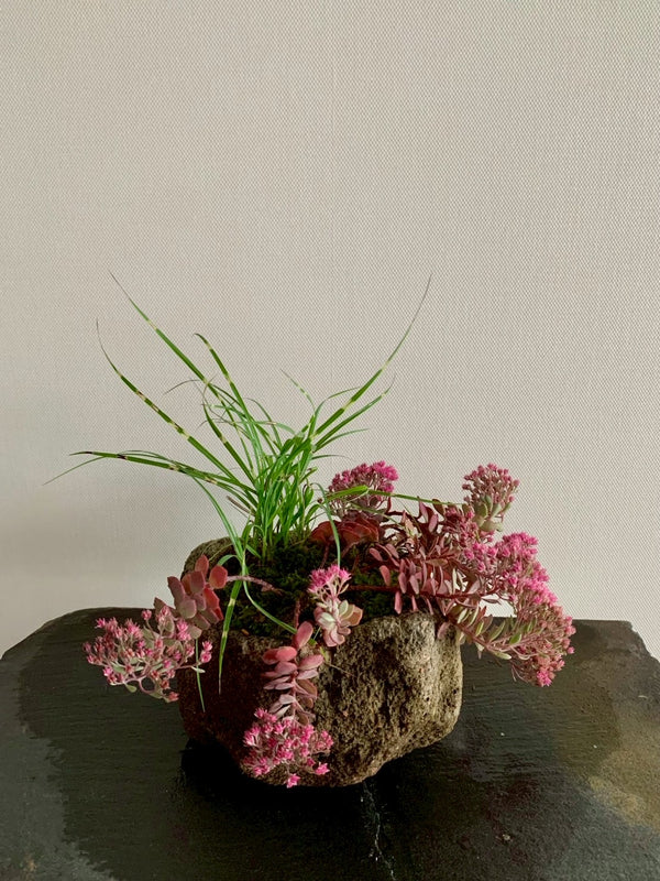 山野草 日高ミセバヤ・タカノハススキ