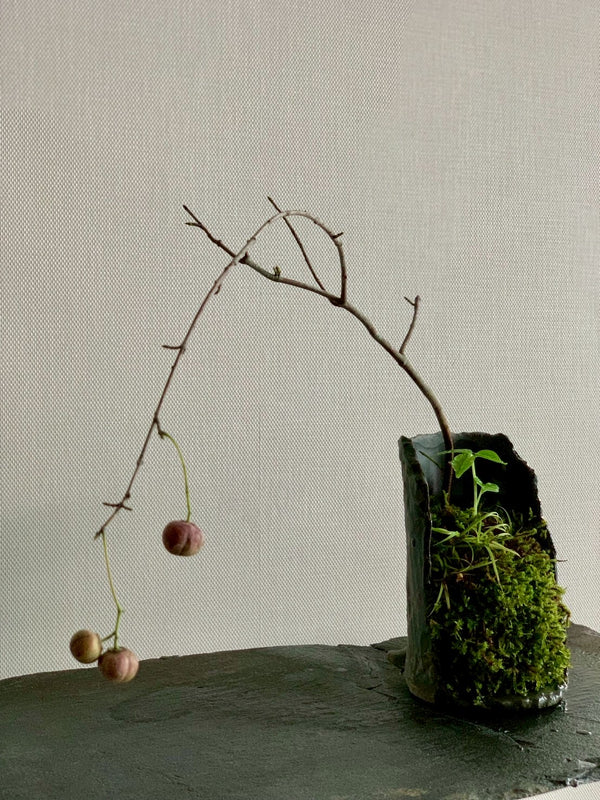 山野草 釣花真弓