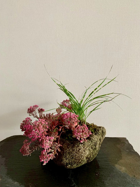 山野草 日高ミセバヤ・タカノハススキ