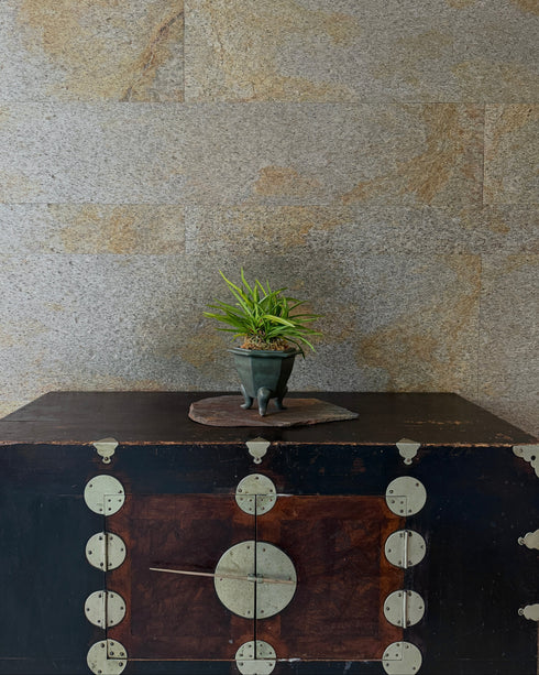 富貴蘭(フウキラン)不死鳥