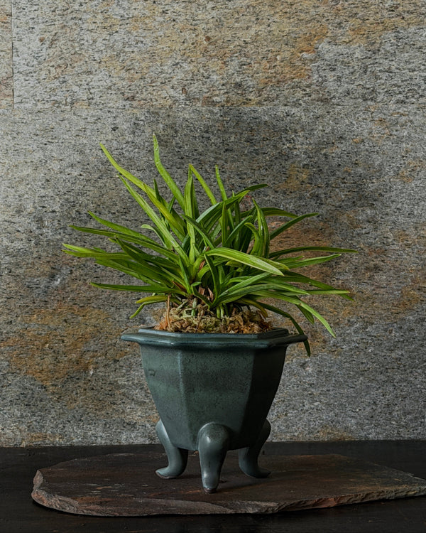 富貴蘭(フウキラン)不死鳥