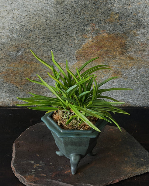 富貴蘭(フウキラン)不死鳥