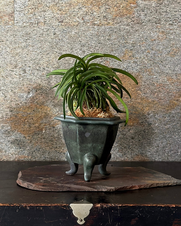 富貴蘭(フウキラン)大波爪覆