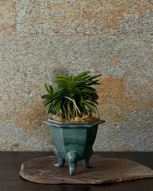 富貴蘭(フウキラン)芙蓉②