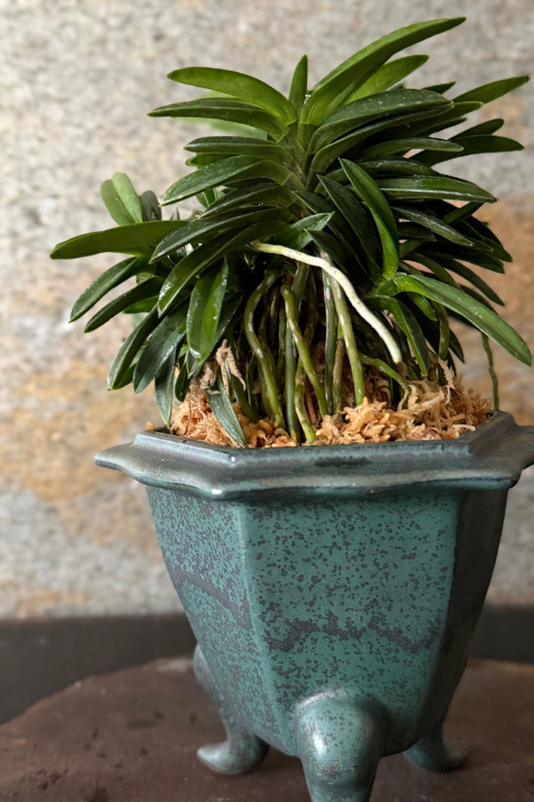 富貴蘭(フウキラン)芙蓉②