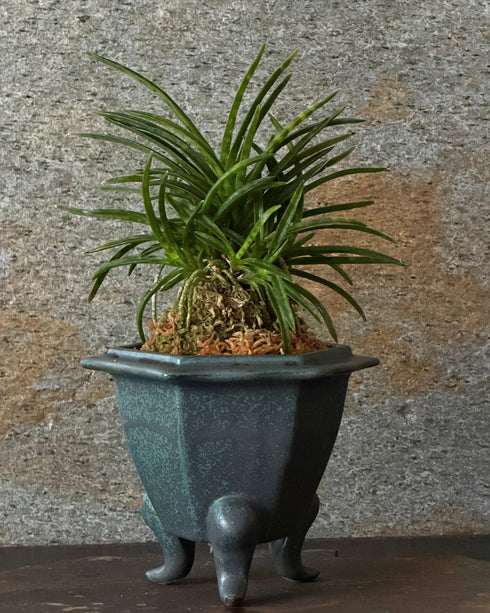 富貴蘭(フウキラン)金光星