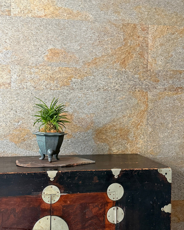 富貴蘭(フウキラン)金光星