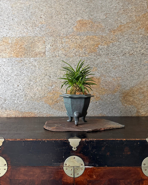 富貴蘭(フウキラン)金光星