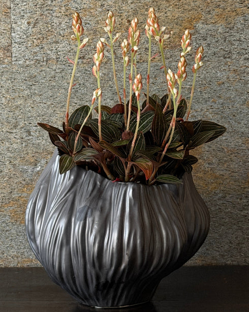 繻子蘭(シュスラン) 陶器鉢付き