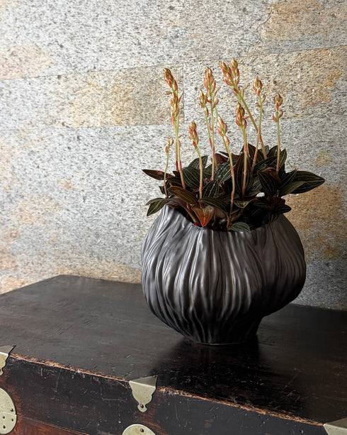 繻子蘭(シュスラン) 陶器鉢付き