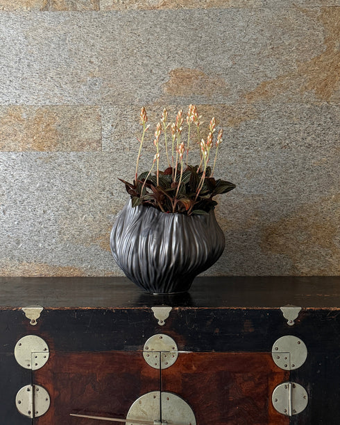 繻子蘭(シュスラン) 陶器鉢付き