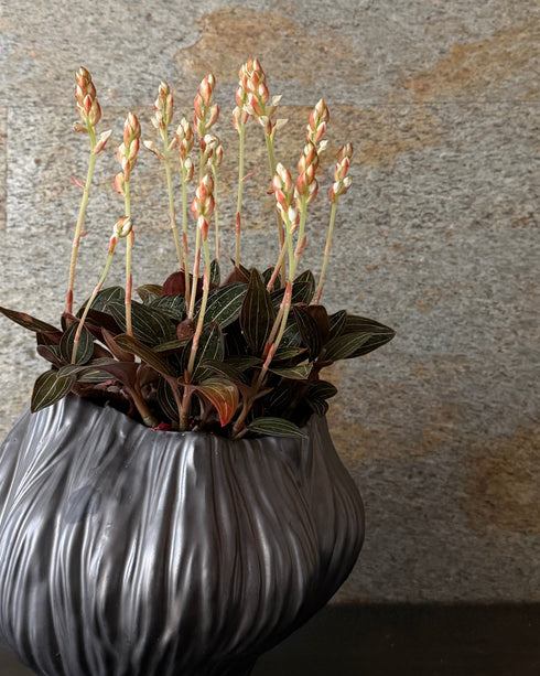 繻子蘭(シュスラン) 陶器鉢付き