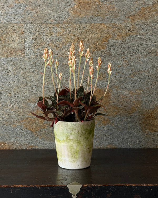 繻子蘭(シュスラン)陶器鉢無し・単品