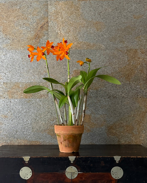 カトレア トロピカル