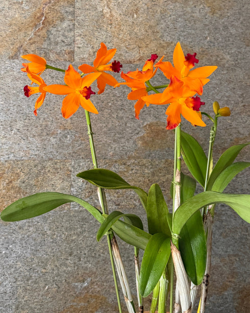 カトレア トロピカル