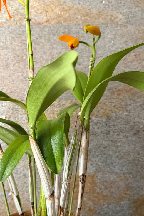 カトレア トロピカル