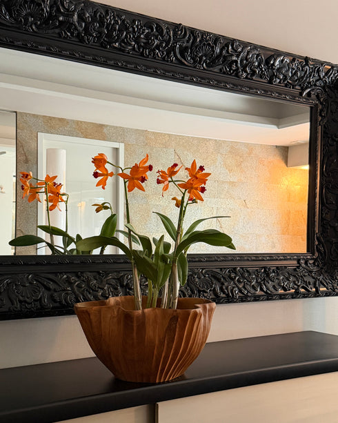 カトレア トロピカル