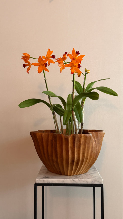 プリーツボール