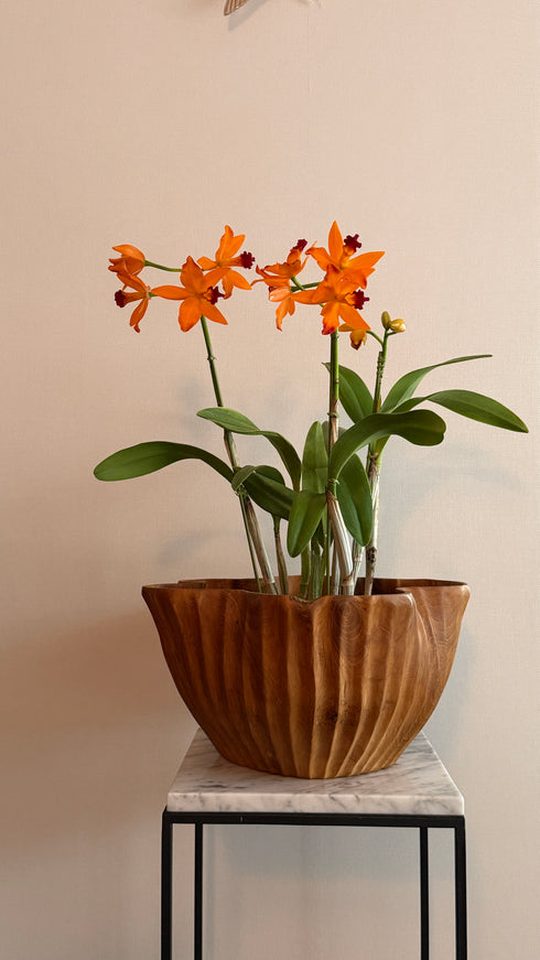 プリーツボール