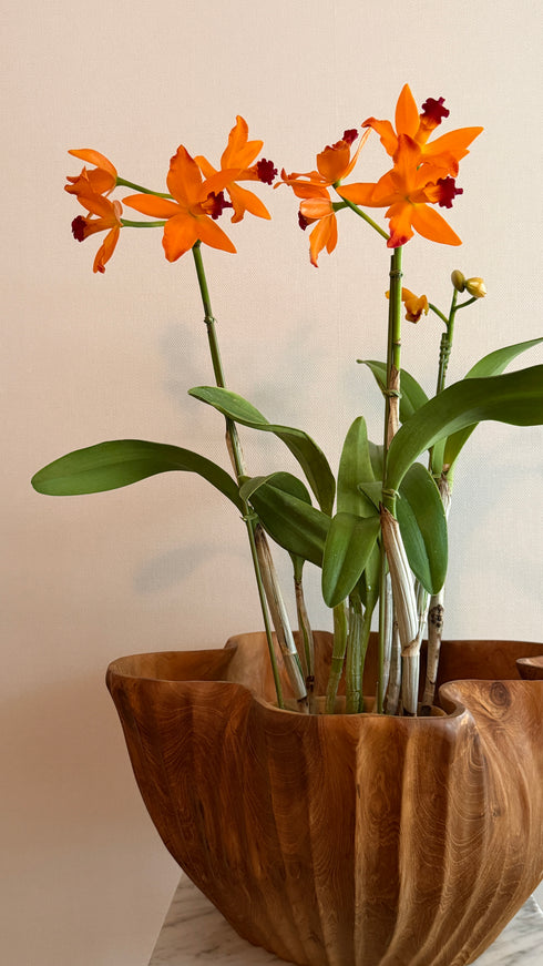 プリーツボール