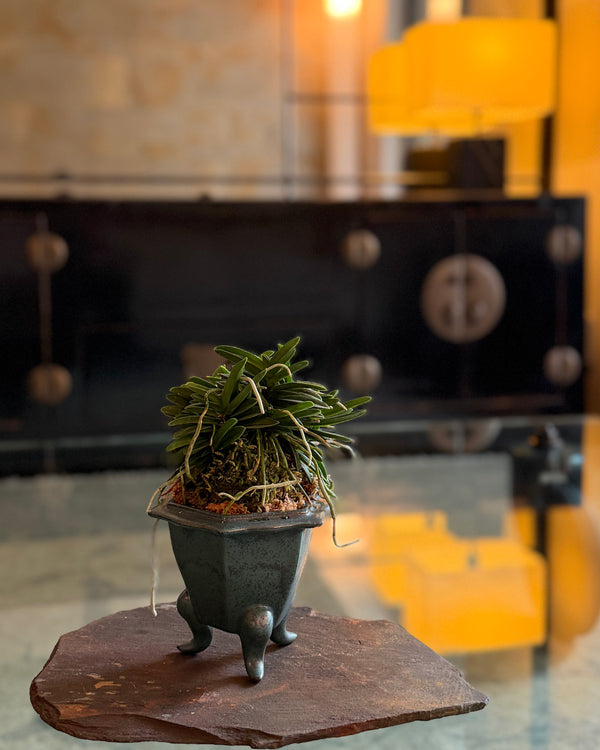 富貴蘭(フウキラン)芙蓉①