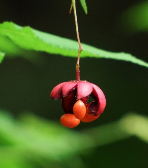 山野草 釣花真弓