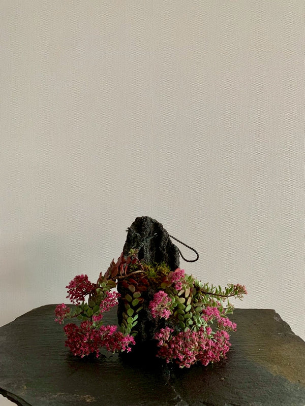 山野草 日高ミセバヤ