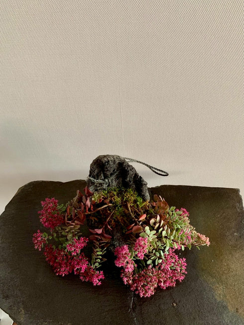 山野草 日高ミセバヤ