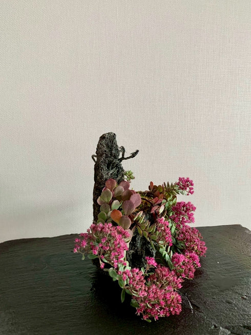 山野草 日高ミセバヤ