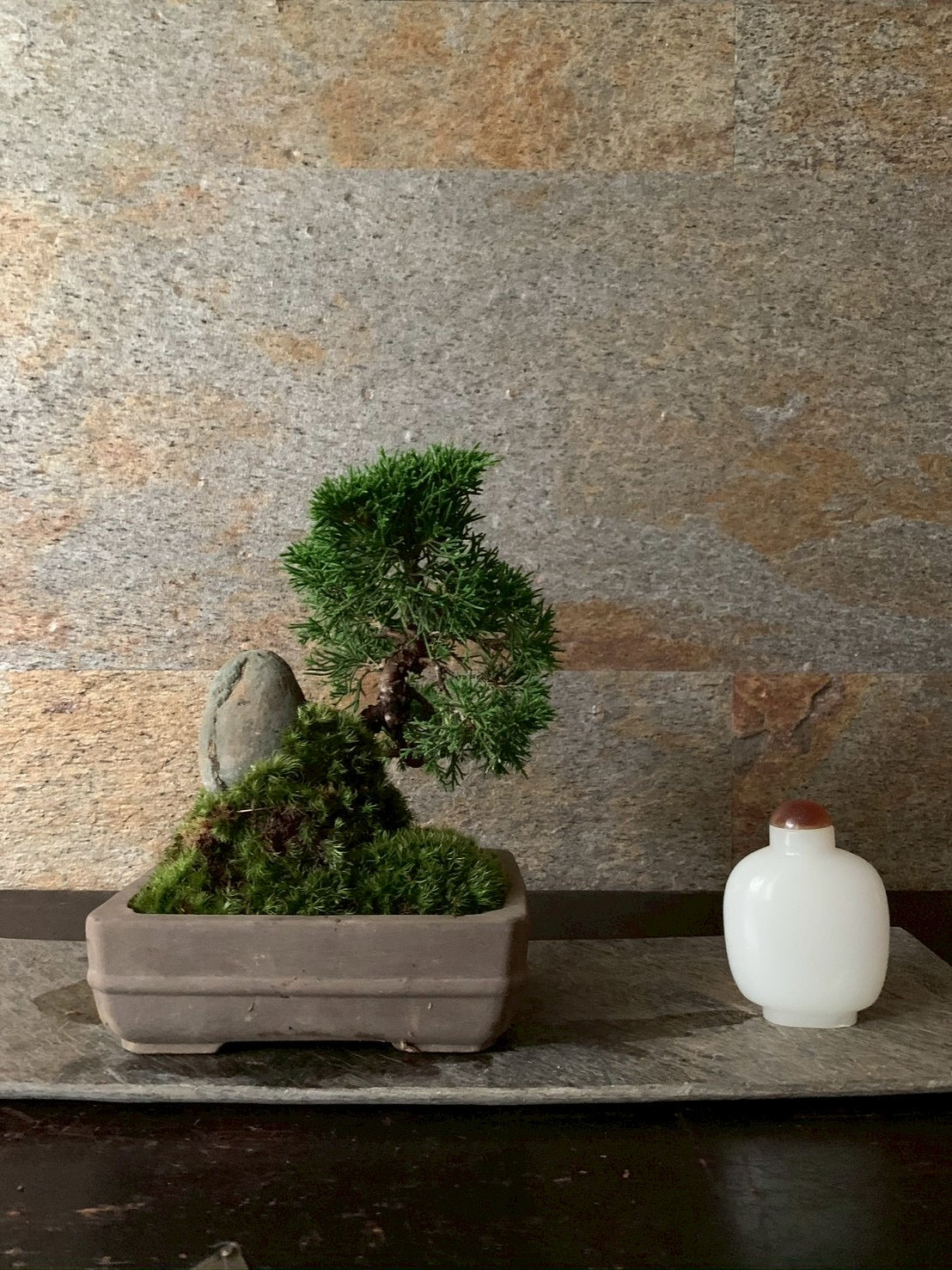盆栽　真柏　抱き石