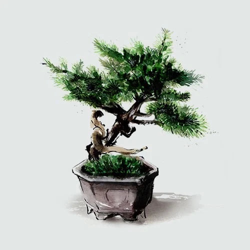盆栽・蘭•山野草