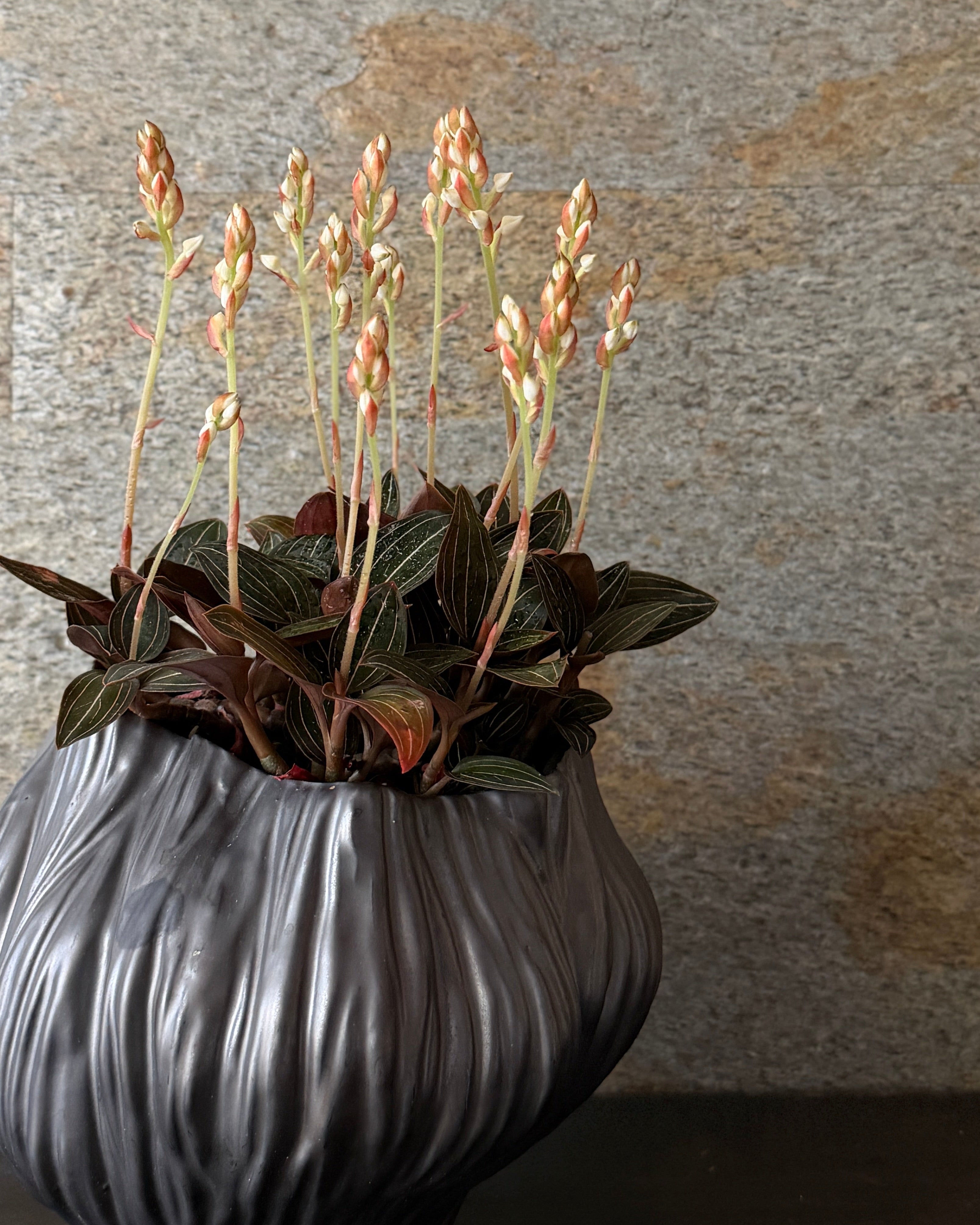 繻子蘭(シュスラン) 陶器鉢付き – KEICHIKU TARUMI Gallery Shop